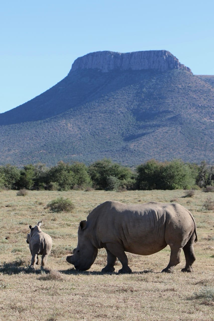 📍 Samara Karoo Reserve, Great Karoo, Graaff-Reinet