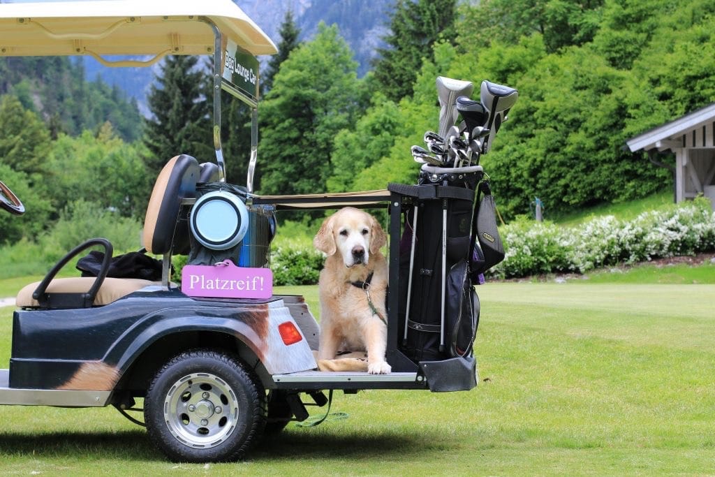 Golfen mit Hund – Vier Pfoten auf dem Fairway!