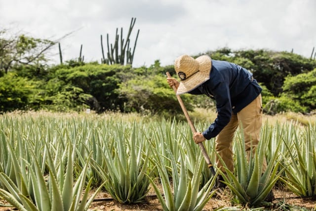 Besuche die Aruba Aloe Farm