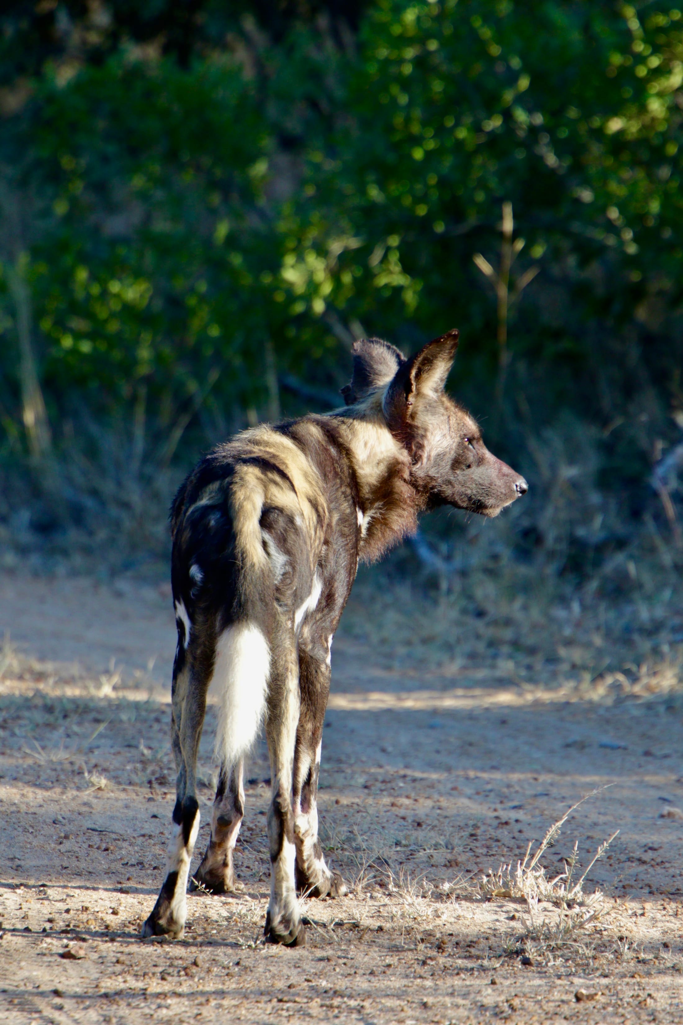 Golf & Safari – Südafrika von seiner schönsten Seite