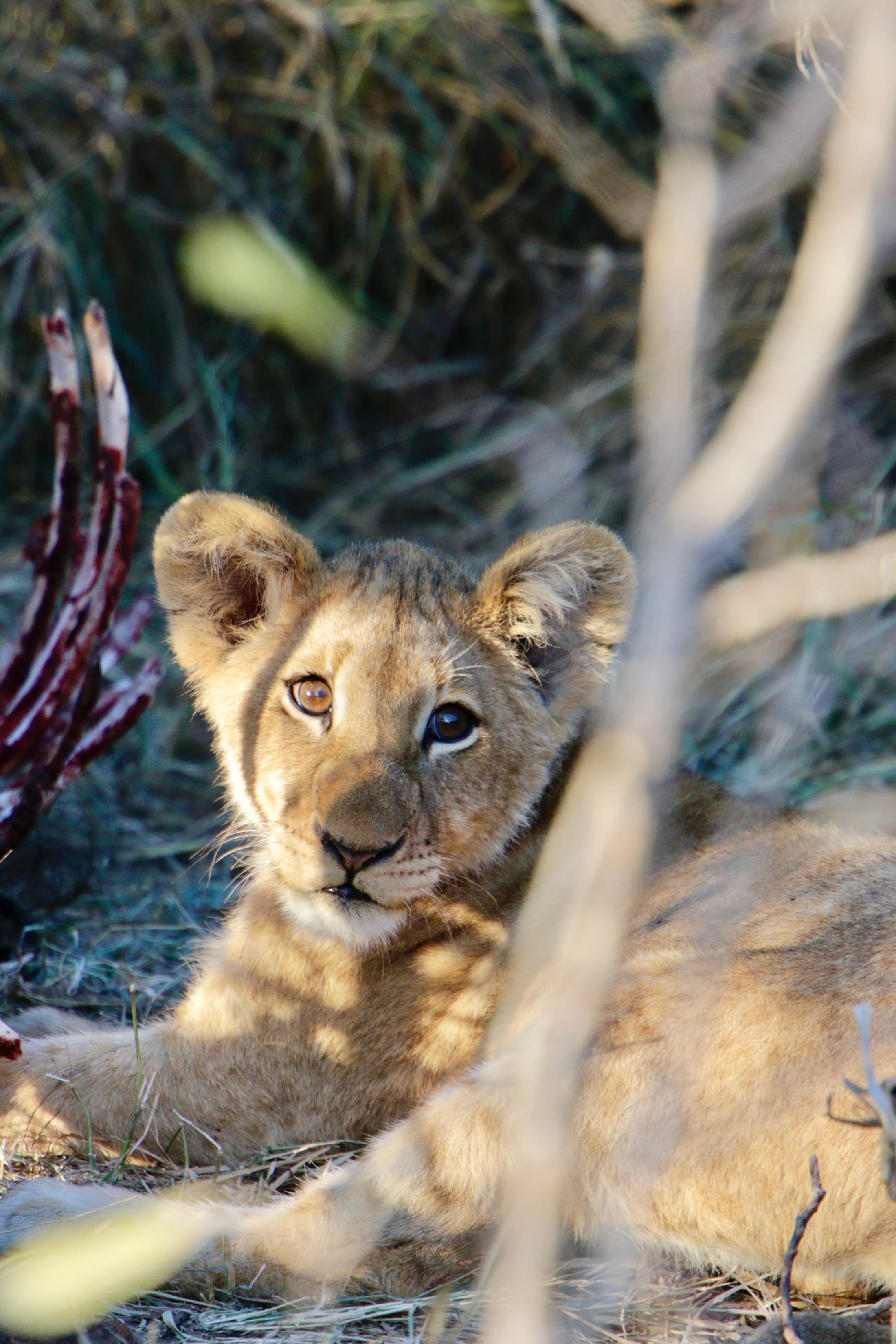📍 Royal Malewane, Thornybush, Greater Kruger