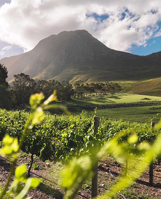 Golf im Herzen der Winelands